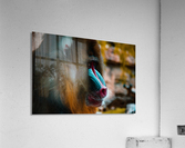 Mandrill Acrylic Print