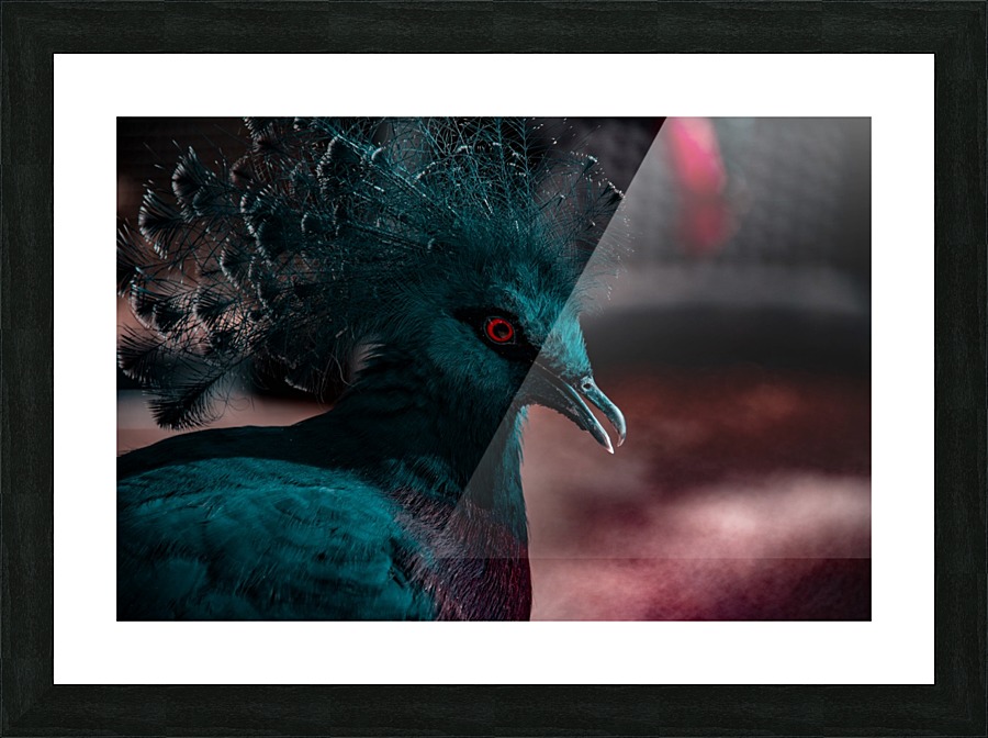 Red Stare Picture Frame print