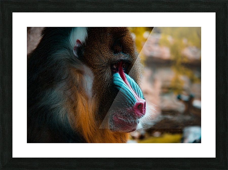 Mandrill Picture Frame print