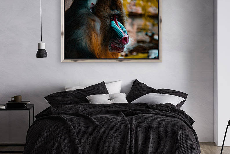 Mandrill by Cameron Grey