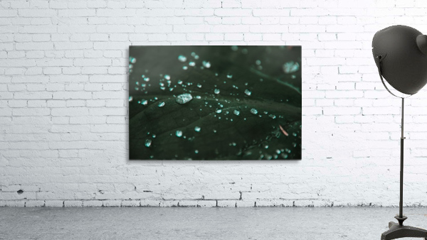 Dew Wall Preview
