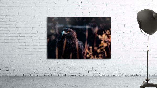 Determinations Glare Wall Preview