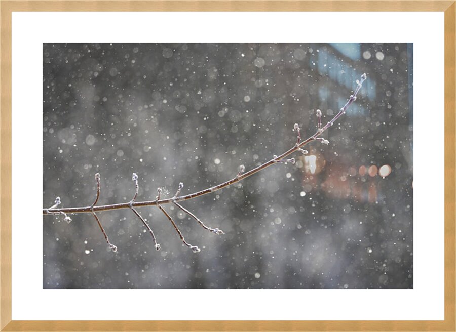 Petite branche hiver | Small branch winter Picture Frame print