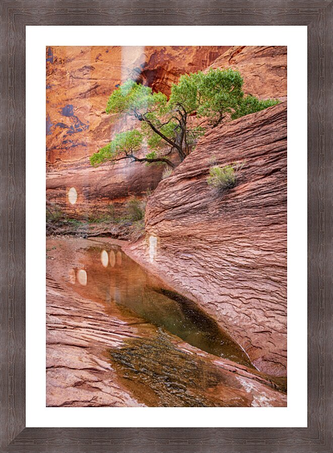 “Emerald Resilience” Picture Frame Printing