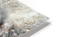 Frosted Bison HD Metal print