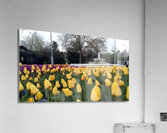 A beautiful view of the water fountain and color flowers Acrylic Print