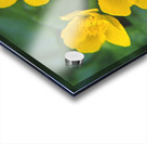 marsh marigold Acrylic print