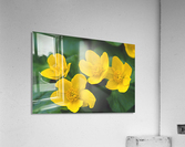 marsh marigold Acrylic Print
