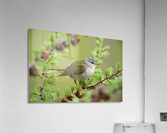 tennessee warbler Acrylic Print
