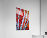 white birches Acrylic Print