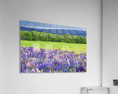 lupines Acrylic Print