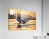 humpback fluke Acrylic Print