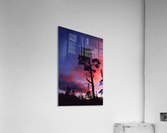 white pine Acrylic Print