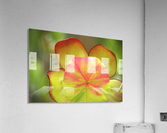 pitcher plant Acrylic Print