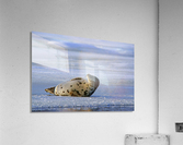 chillin Acrylic Print