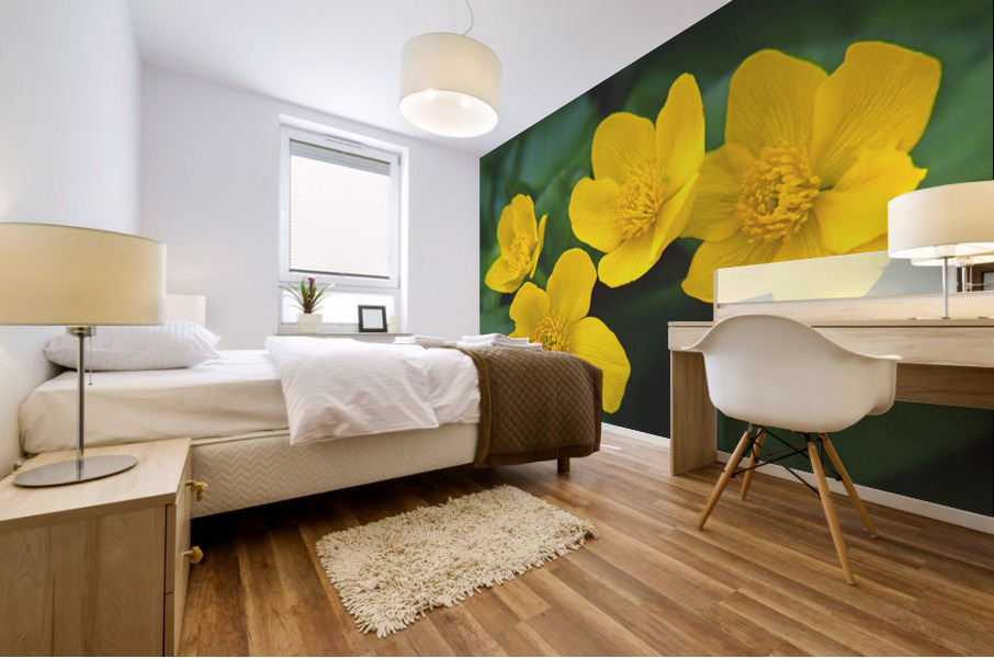 marsh marigold Mural print