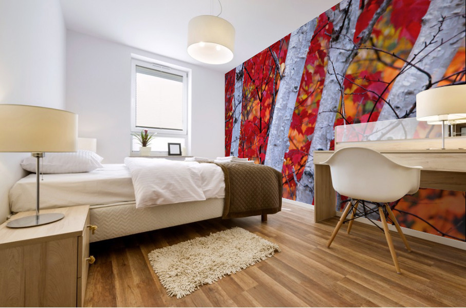 white birches Mural print