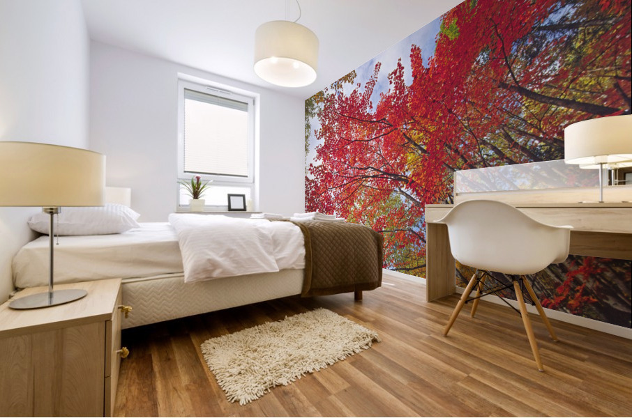 red maple Mural print