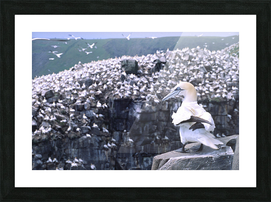 1st among equals Picture Frame print