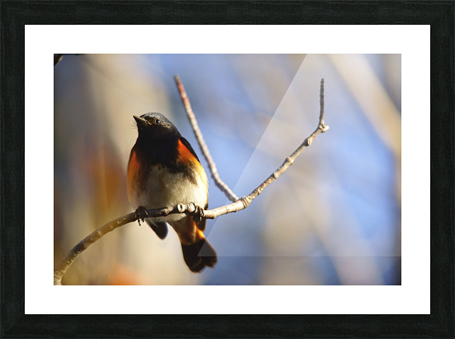 american redstart Picture Frame print