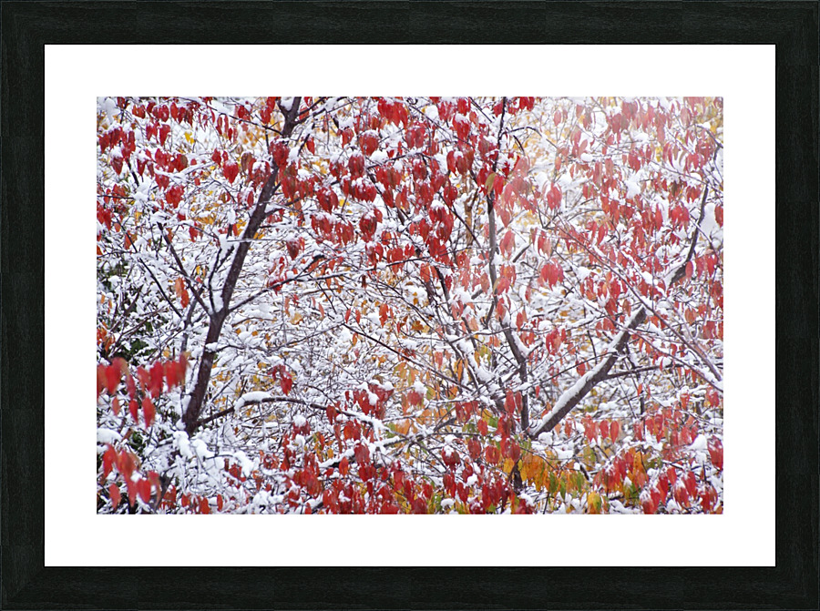 winters touch Picture Frame print