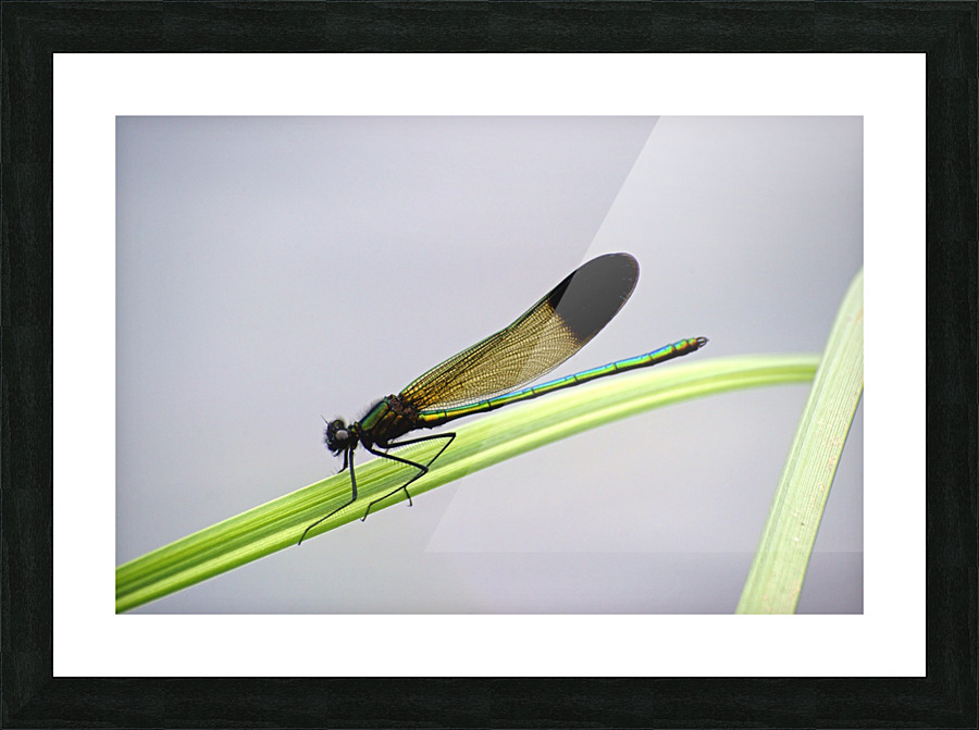 ebony jewelwing Picture Frame print