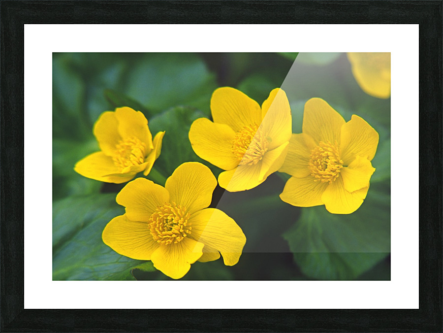 marsh marigold Picture Frame print