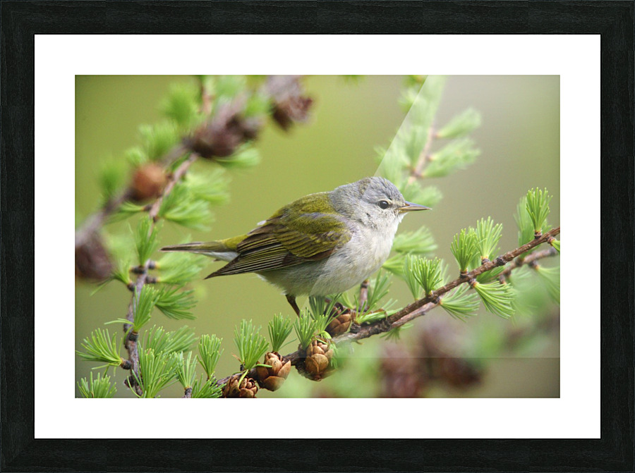 tennessee warbler Picture Frame print