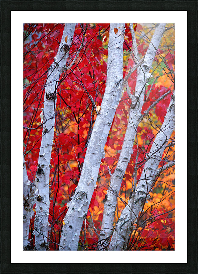 white birches Picture Frame print
