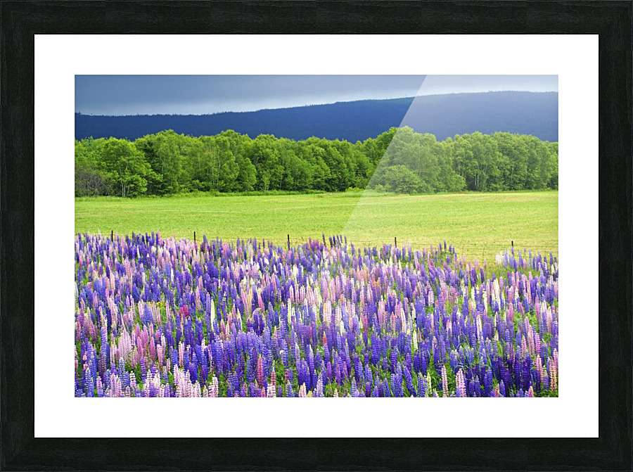 lupines Picture Frame print