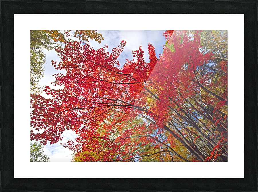 red maple Picture Frame print