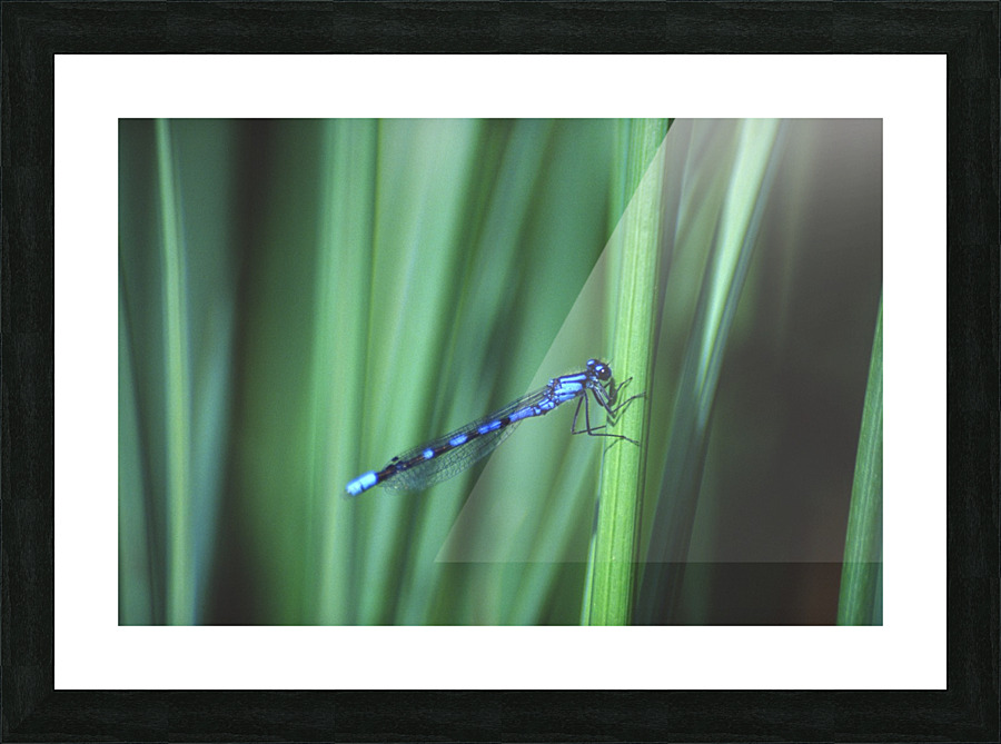 bluet Picture Frame print