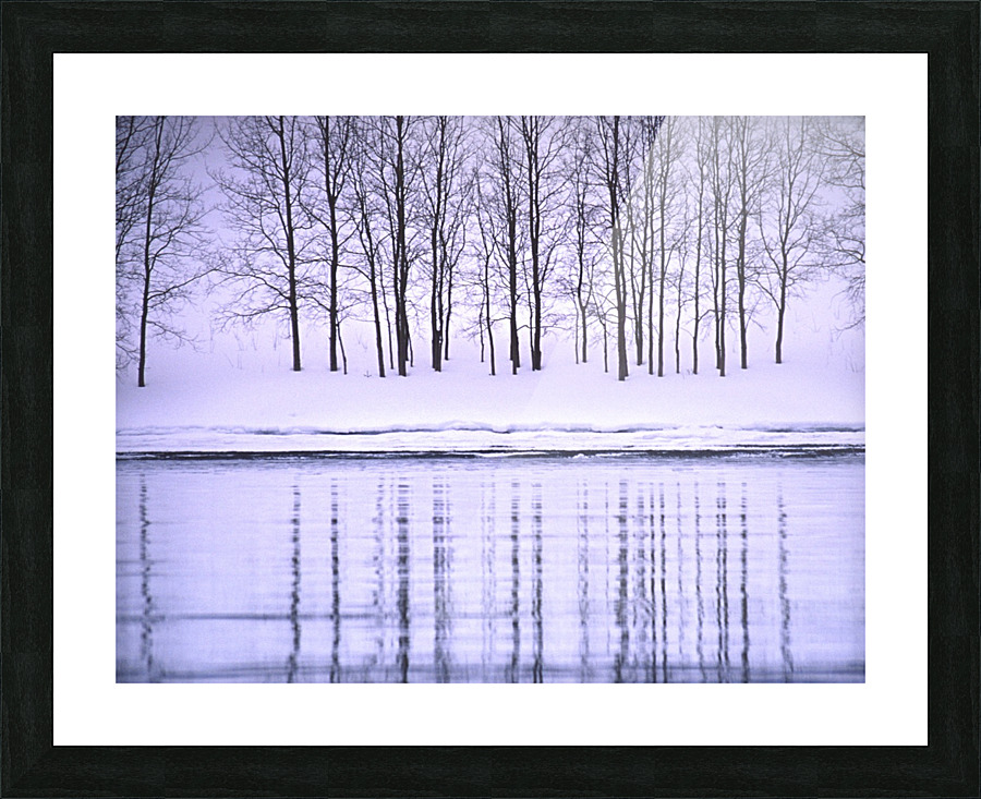 winter aspen Picture Frame print