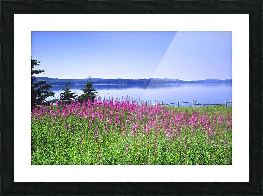 fireweed Picture Frame print