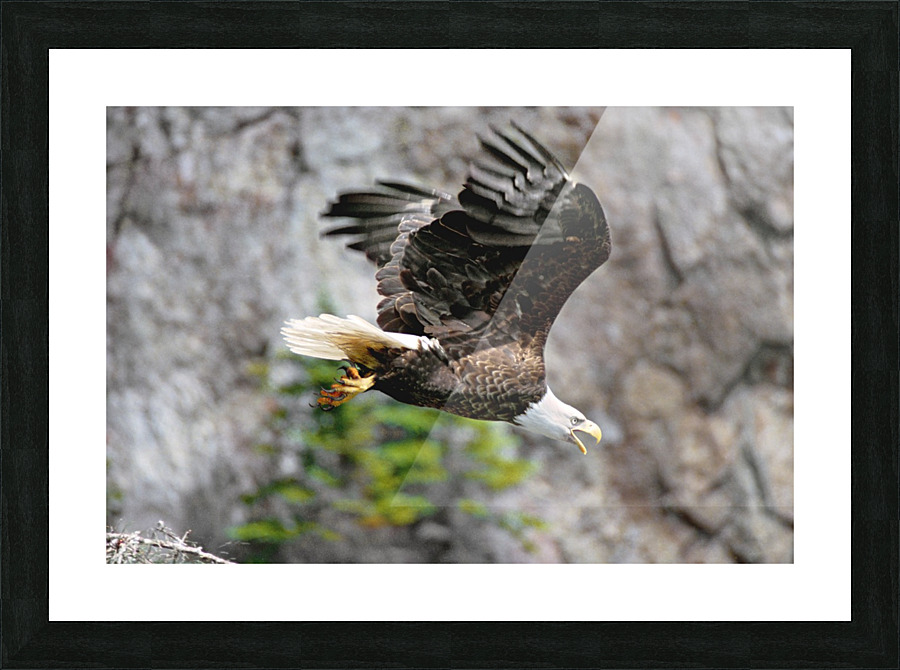 in flight Picture Frame print