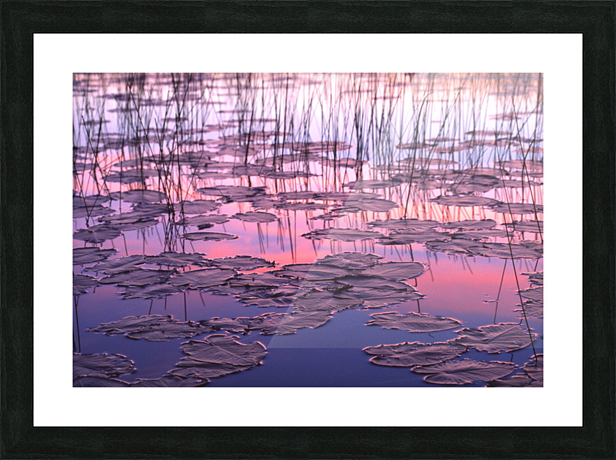 lilypads Picture Frame print