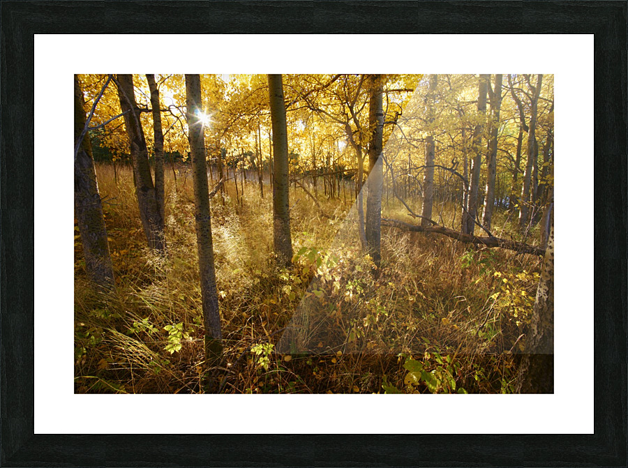 sun rising through aspens Picture Frame print