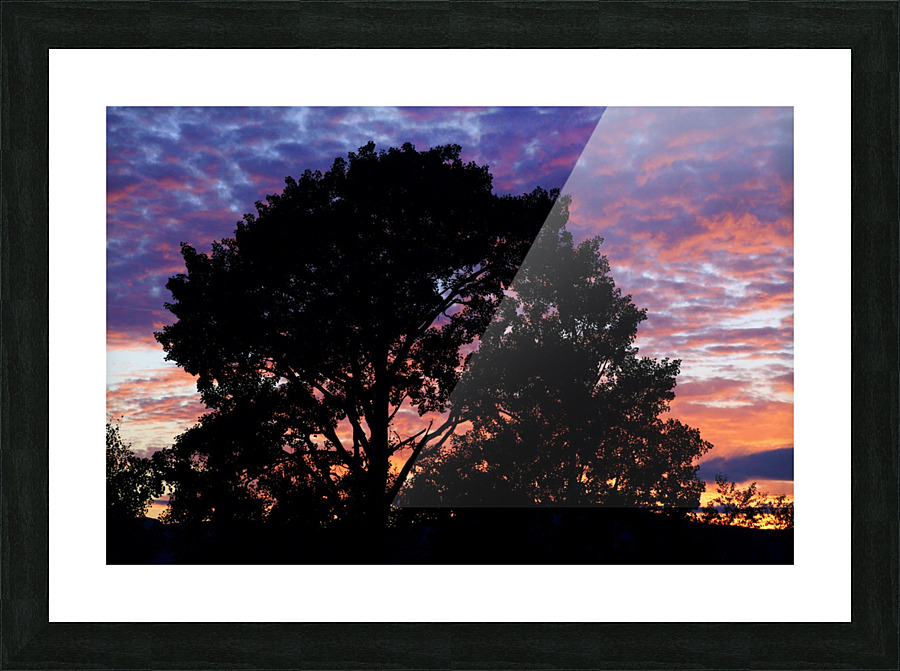 silhouetted aspen Picture Frame print