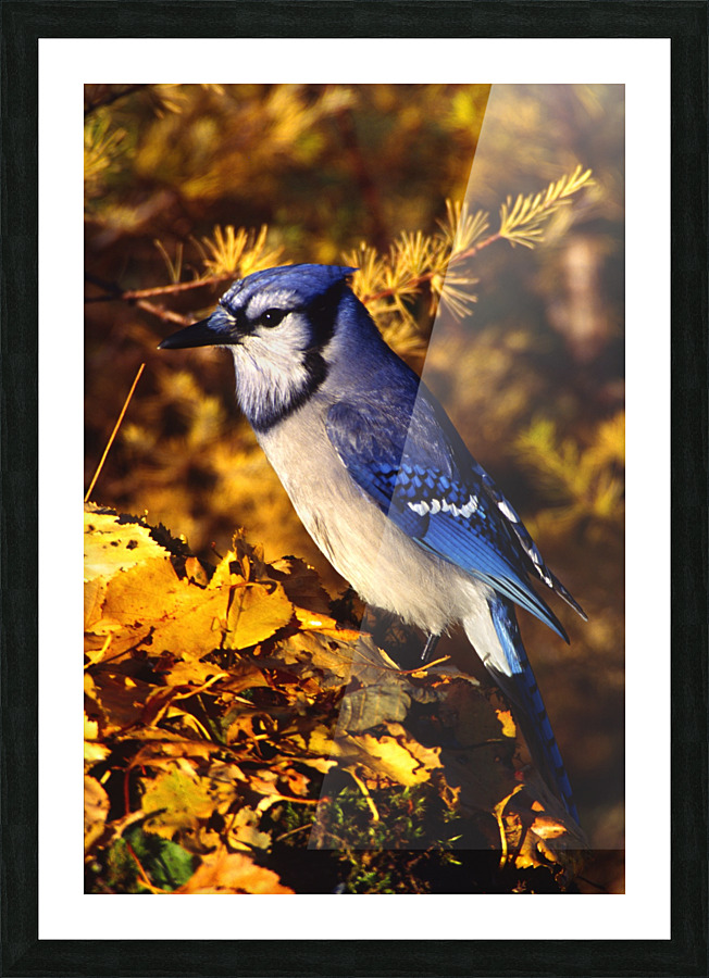 blue jay Picture Frame print
