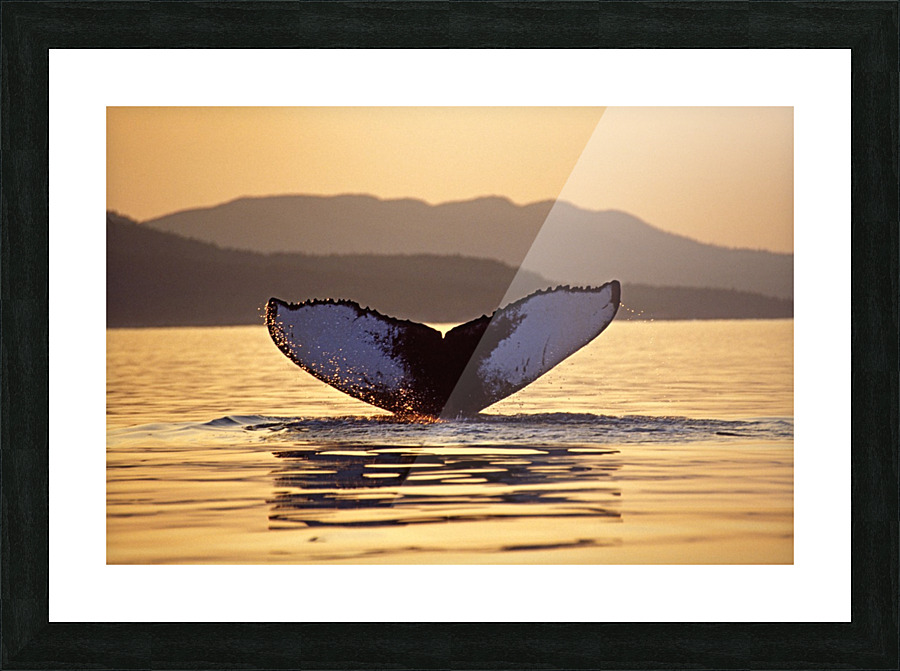 humpback fluke Picture Frame print