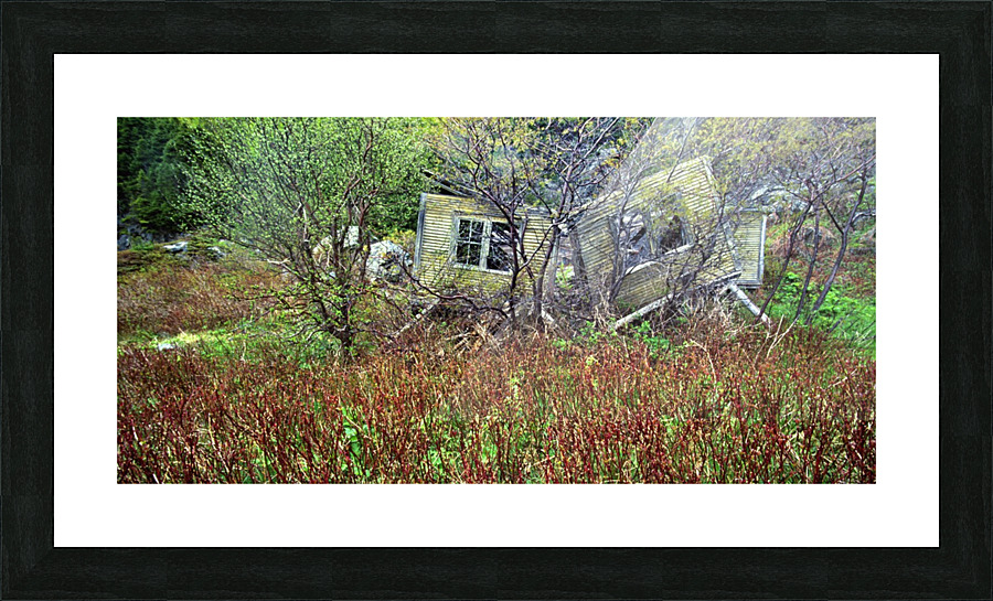 treed house Picture Frame print