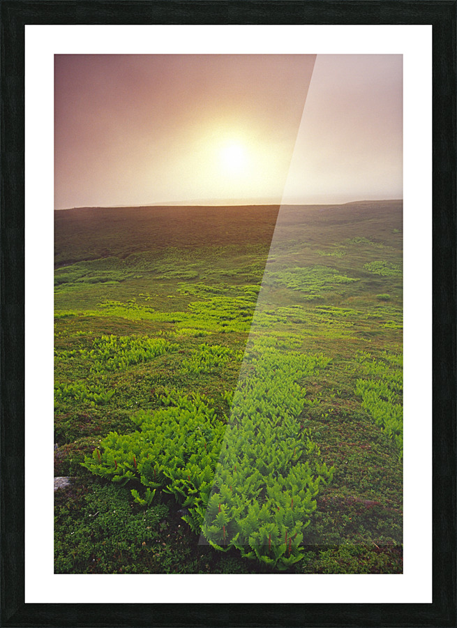 ferns Picture Frame print