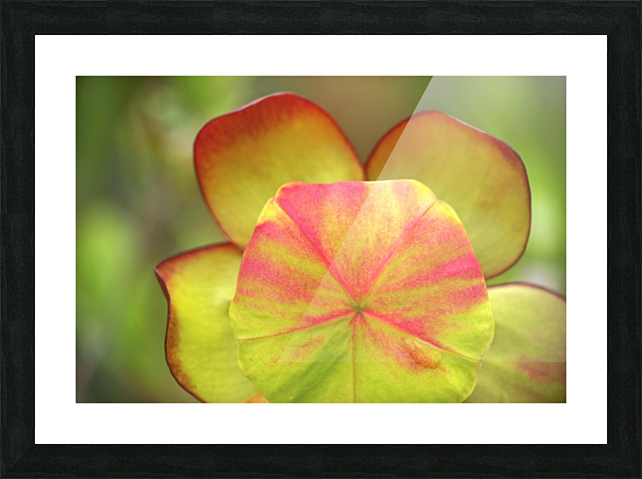 pitcher plant Picture Frame print