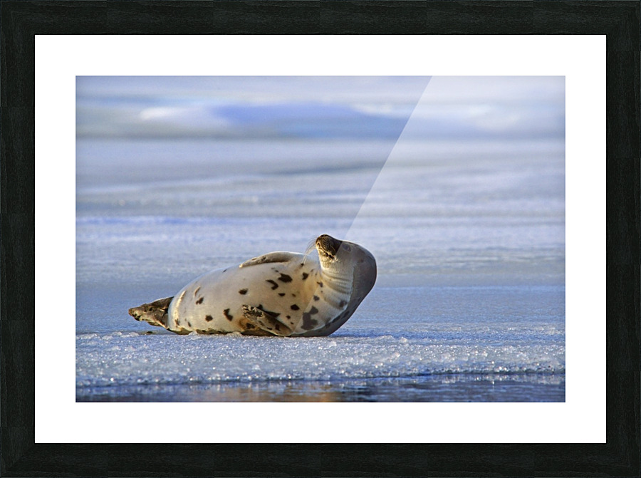 chillin Picture Frame print