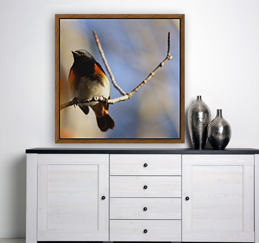 american redstart Reproduction