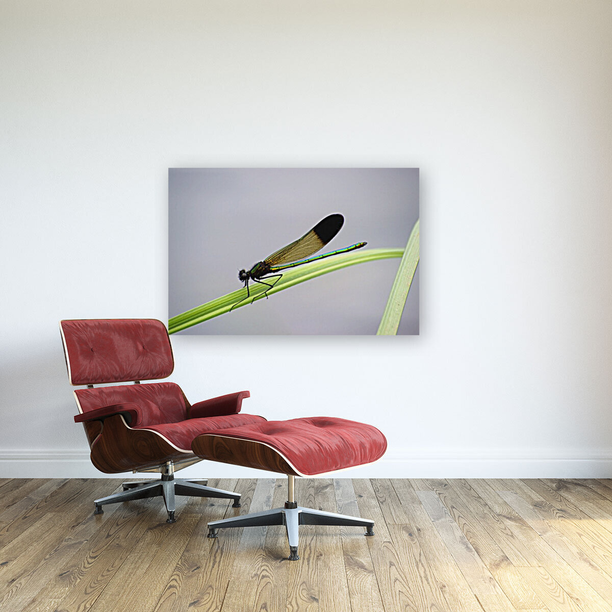 ebony jewelwing Reproduction