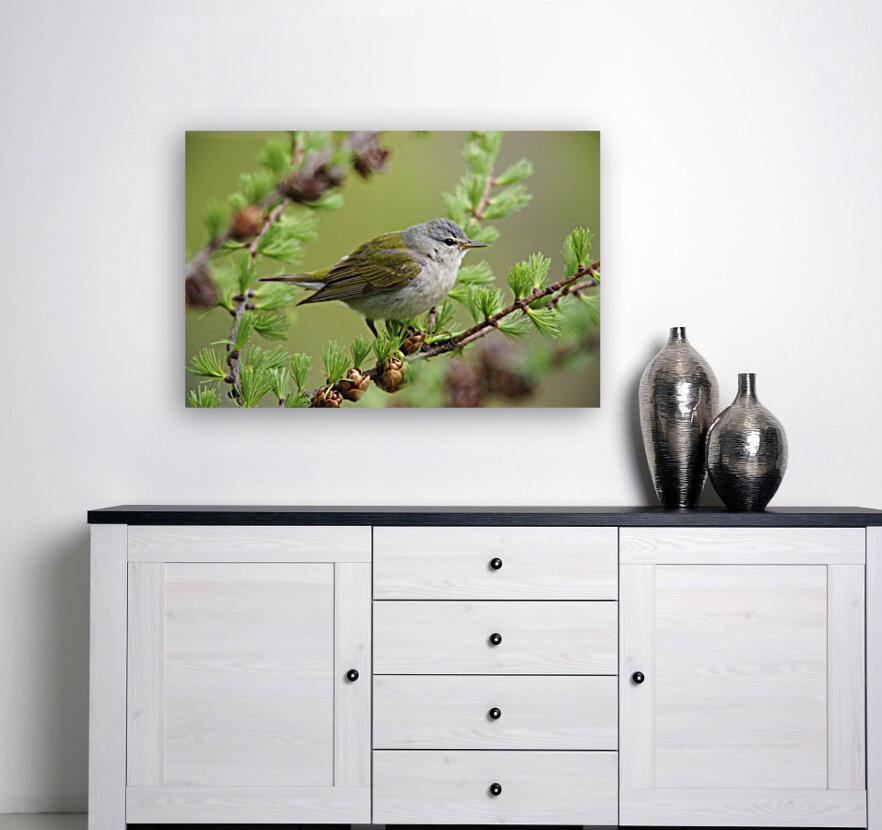 tennessee warbler Reproduction