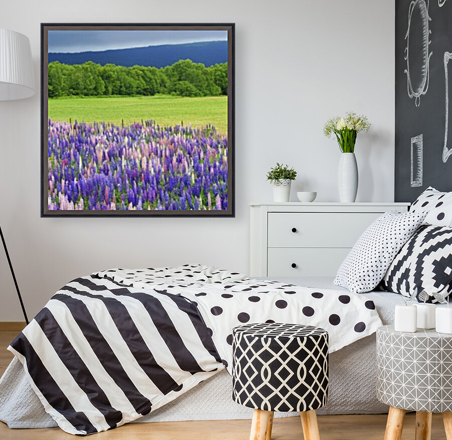 lupines Reproduction