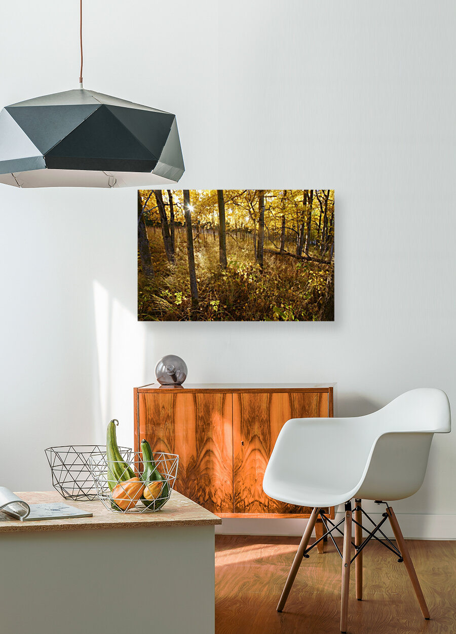 sun rising through aspens Reproduction