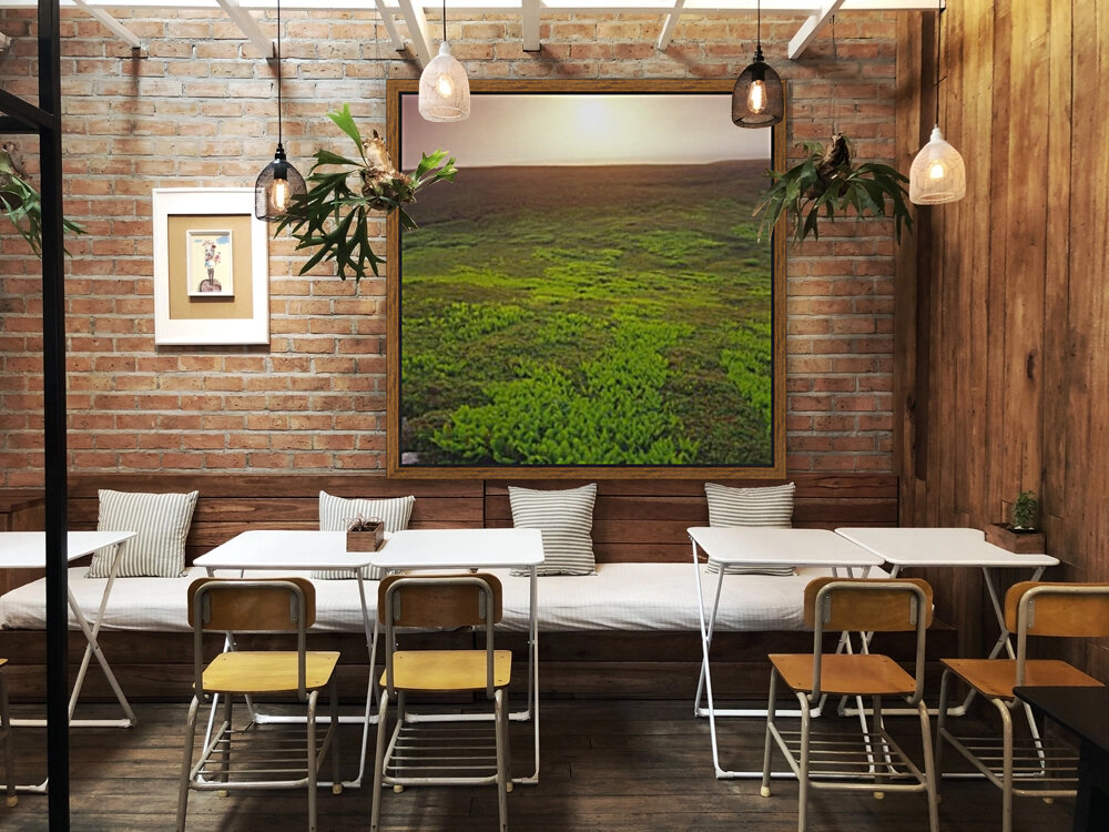 ferns Reproduction
